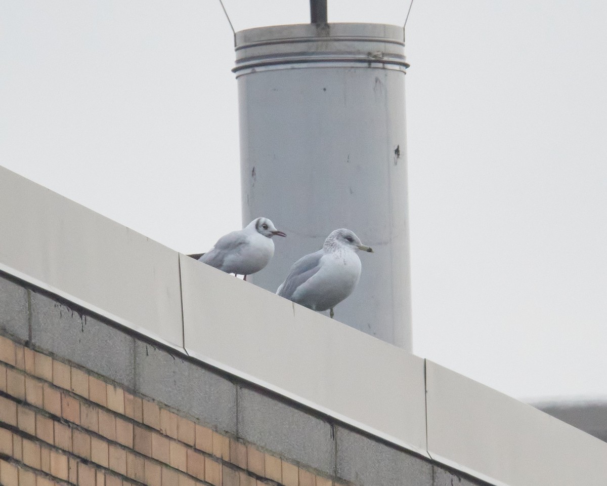 Black-headed Gull - ML646462110