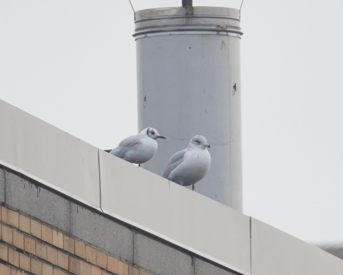 Black-headed Gull - ML646462111