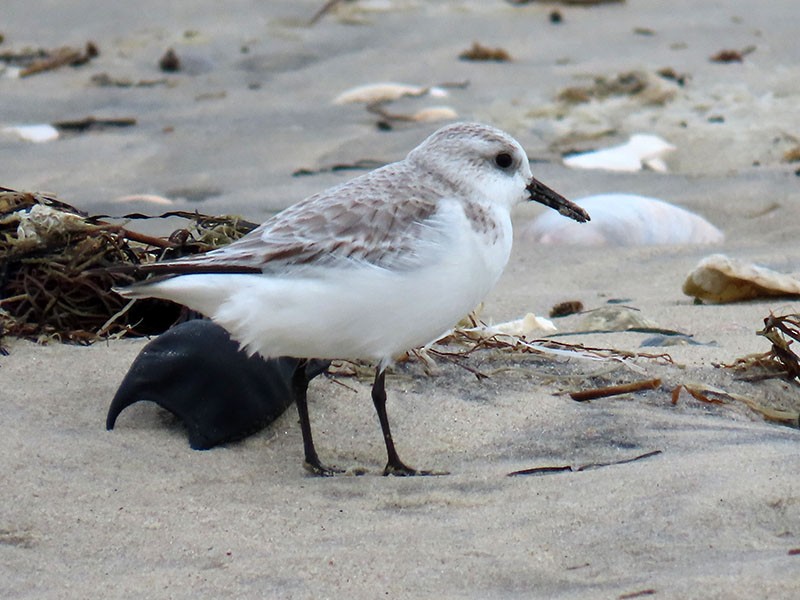 Piovanello tridattilo - ML646462112