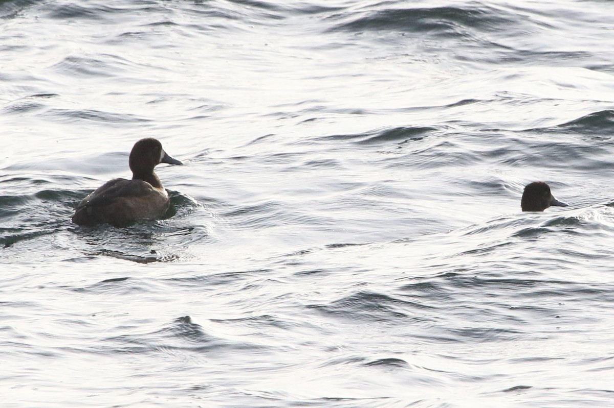 スズガモ - ML646462113