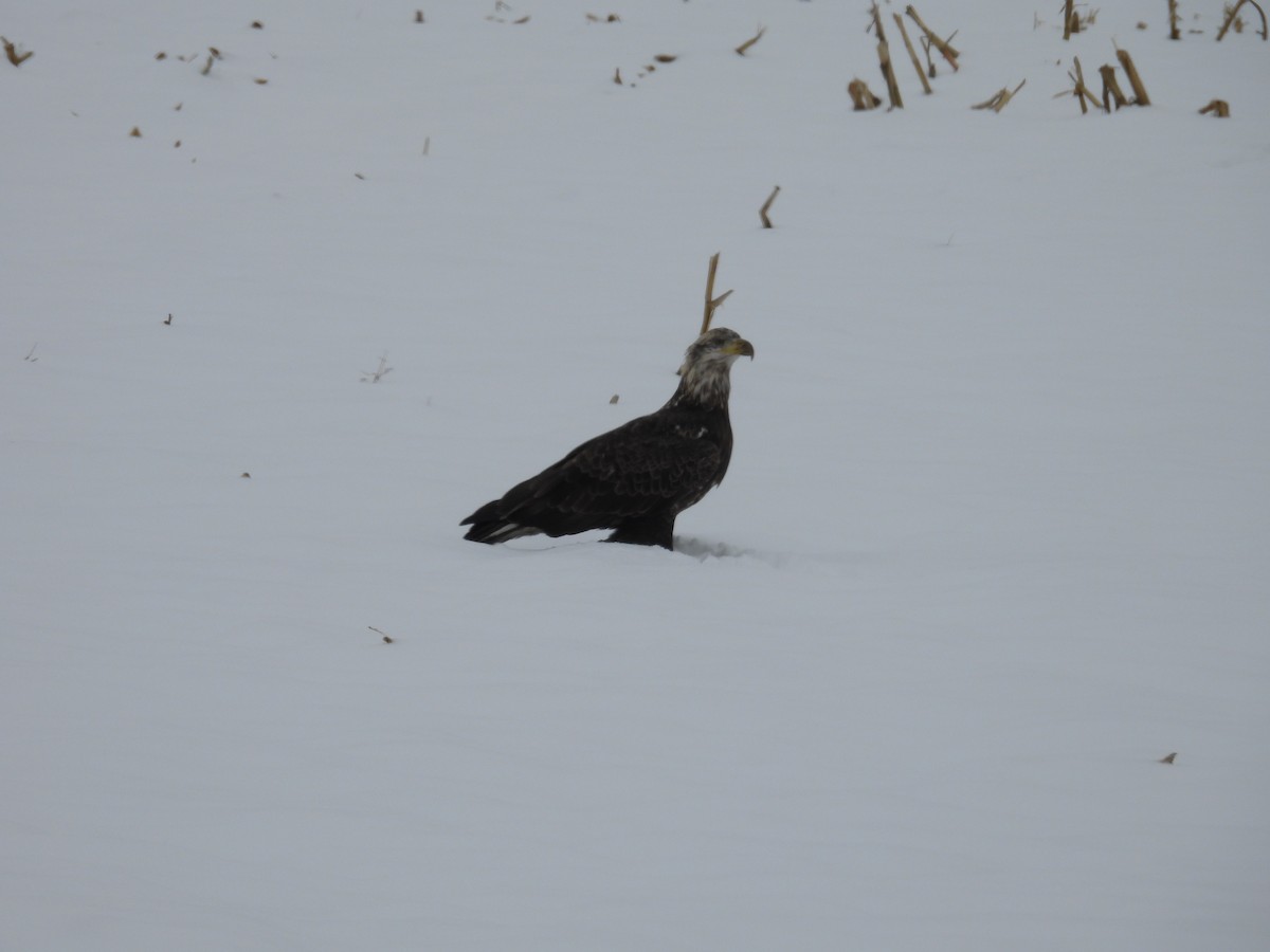 Bald Eagle - ML646462116