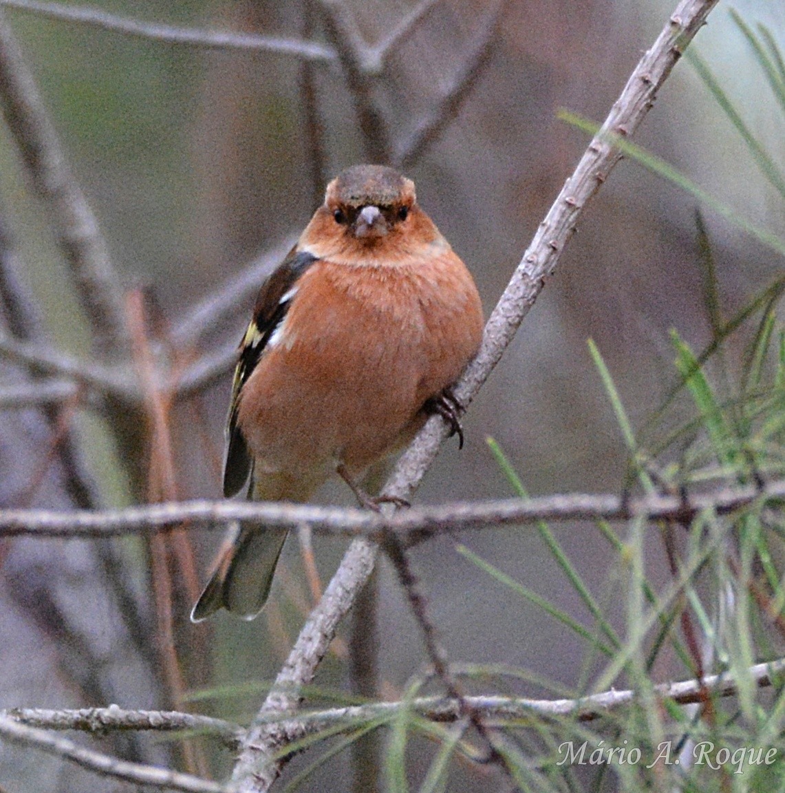 Common Chaffinch - ML646462119