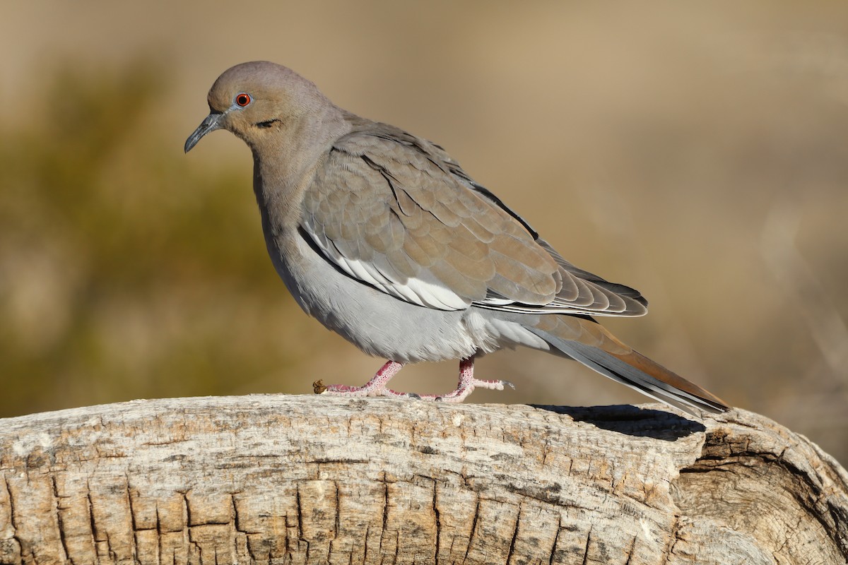 White-winged Dove - ML646462120