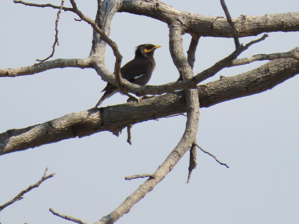 家八哥 - ML646462123