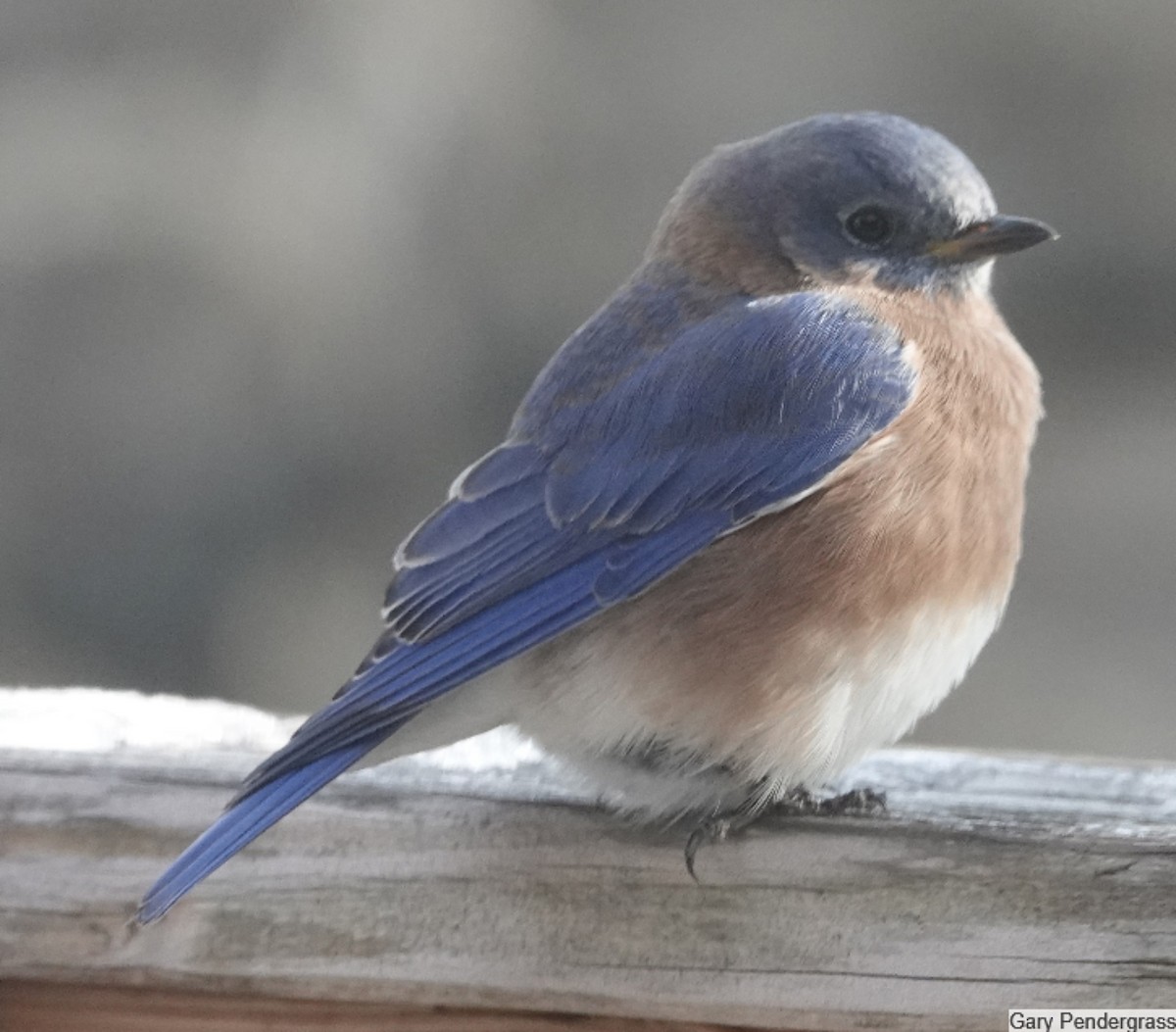 White-breasted Nuthatch - ML646462124