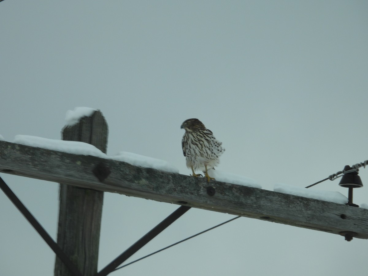 Cooper's Hawk - ML646462126