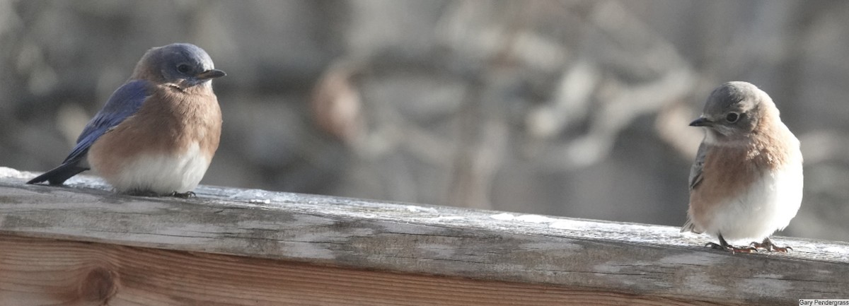 White-breasted Nuthatch - ML646462127