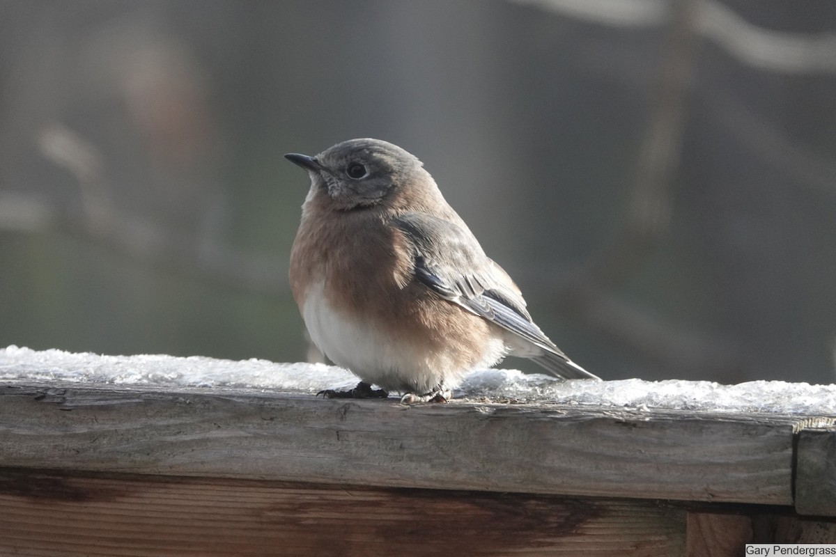 White-breasted Nuthatch - ML646462128