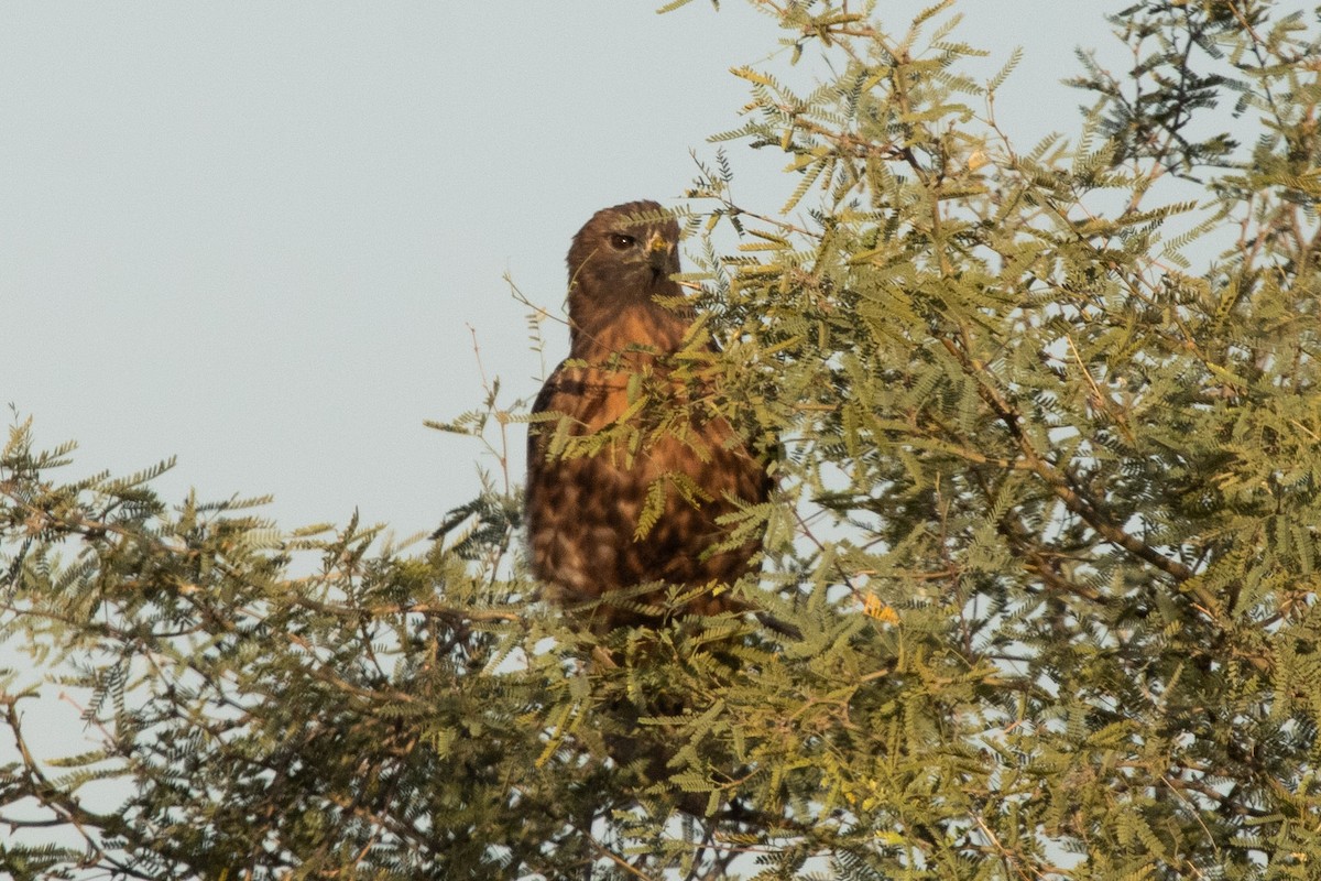 Red-tailed Hawk - ML646462131