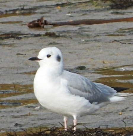 Bonaparte's Gull - ML646462133