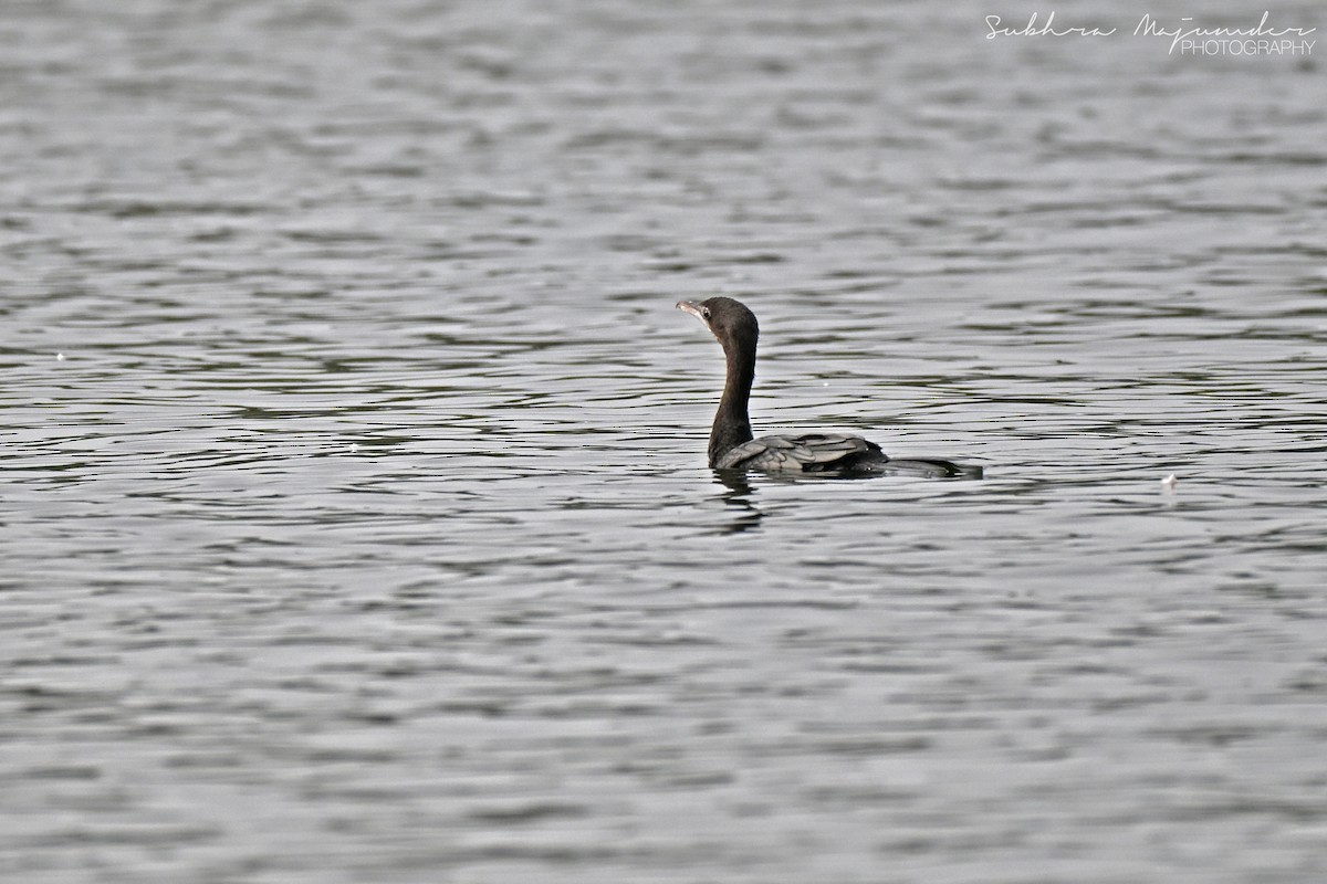 Little Cormorant - ML646462134