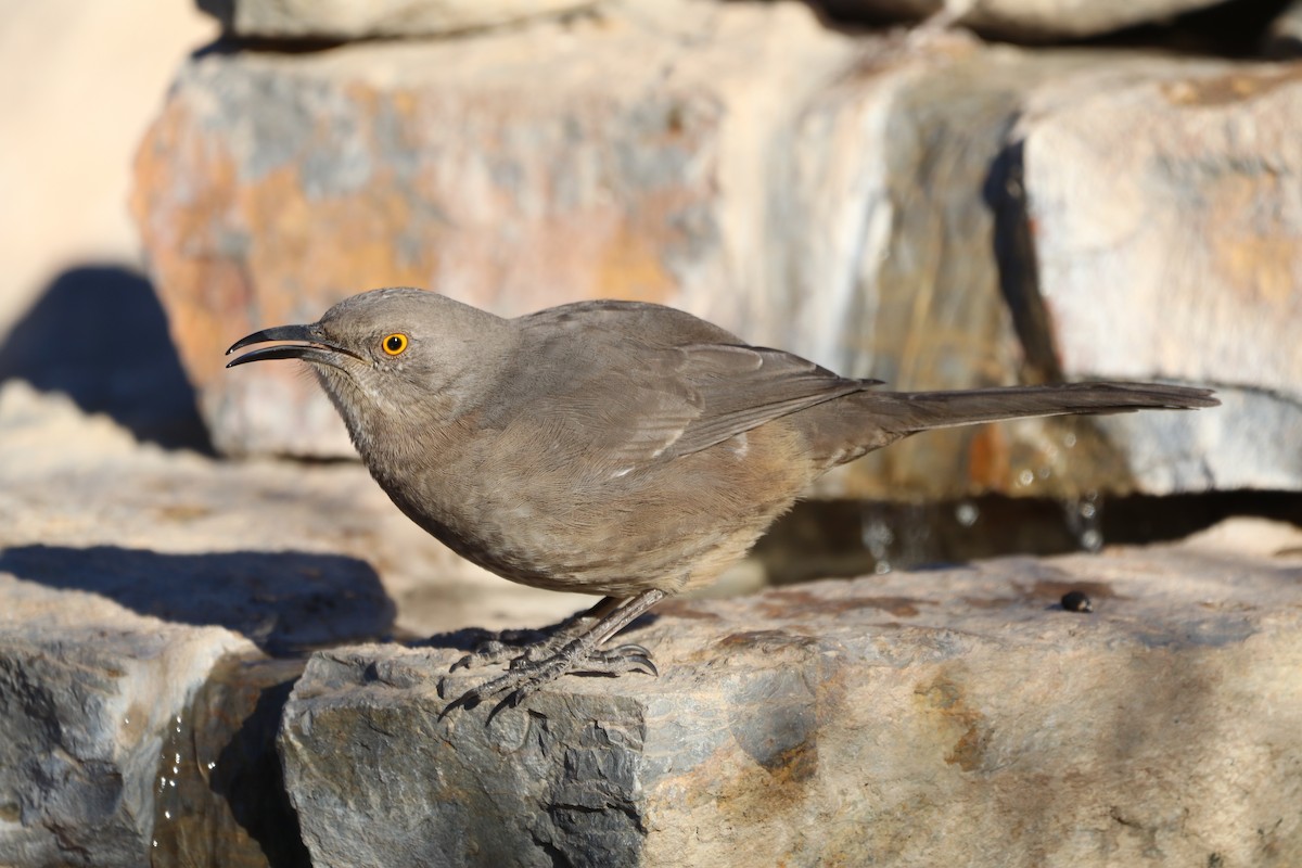 Curve-billed Thrasher - ML646462135
