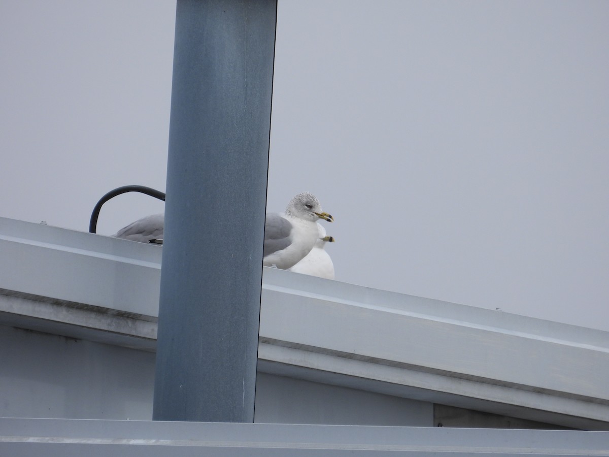 Ring-billed Gull - ML646462136
