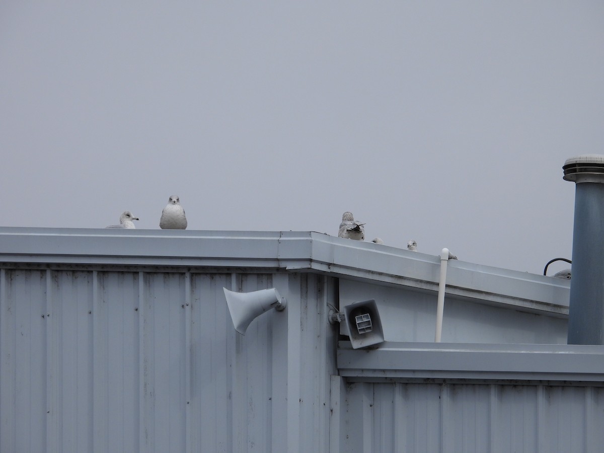 Ring-billed Gull - ML646462137