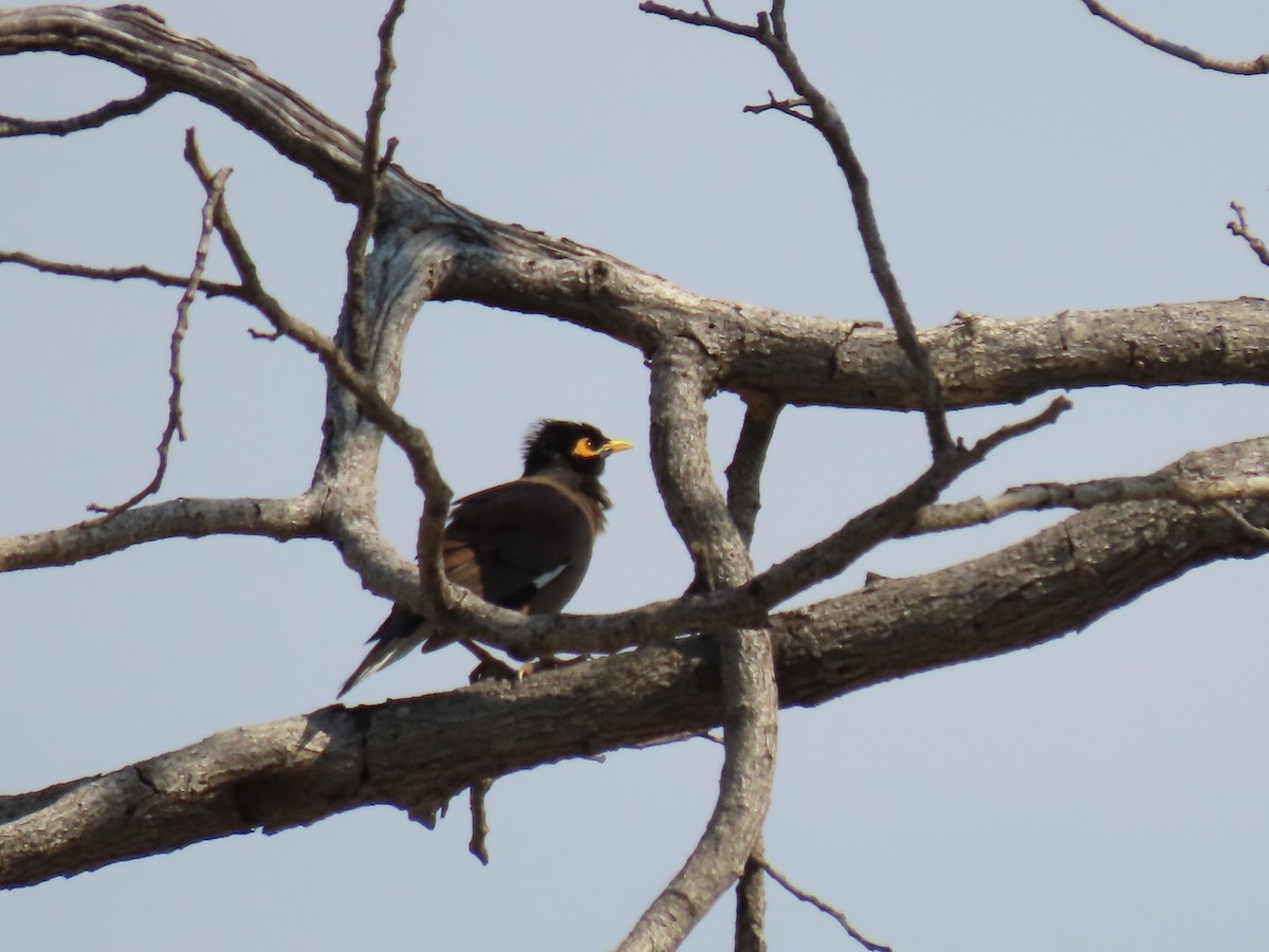 家八哥 - ML646462138