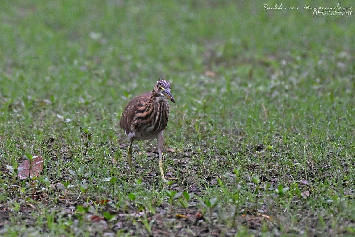 印度池鷺 - ML646462140