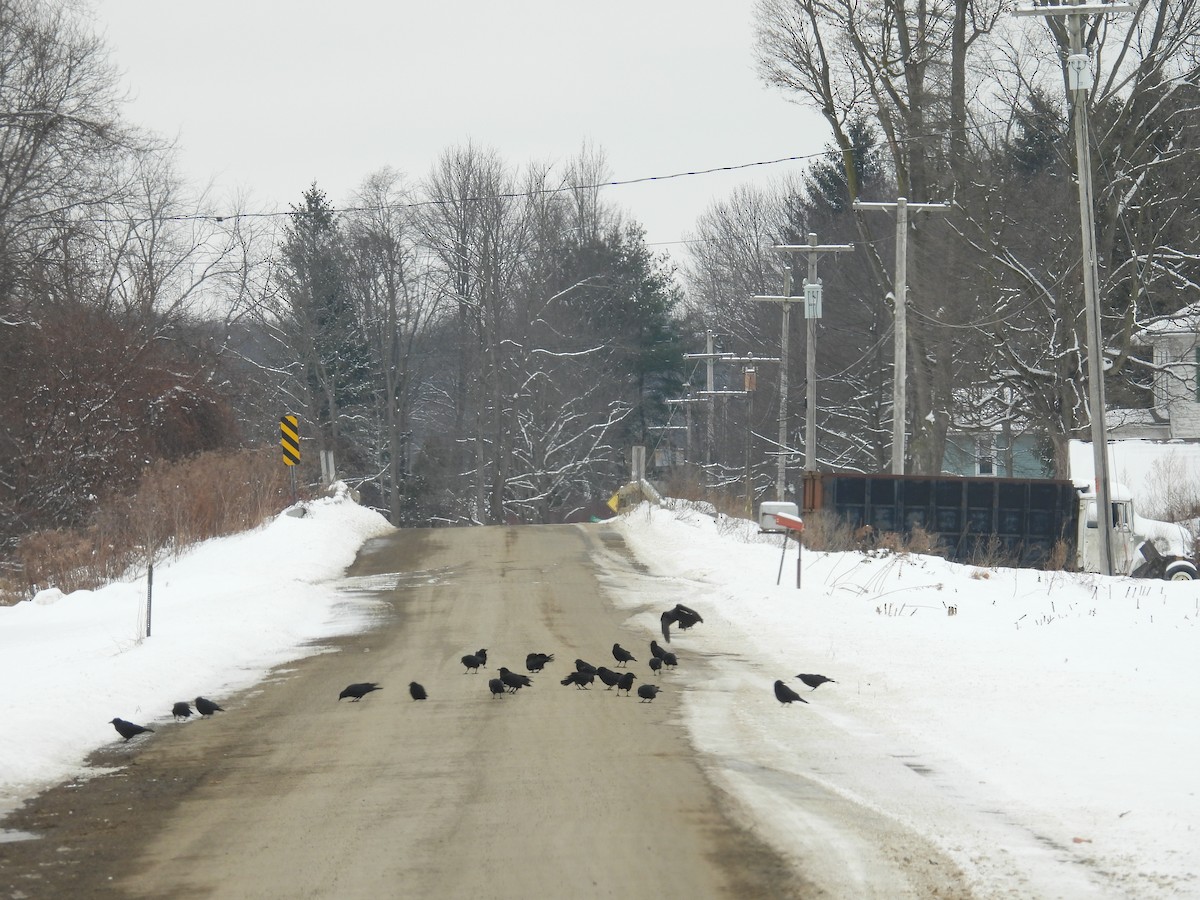 American Crow - ML646462141
