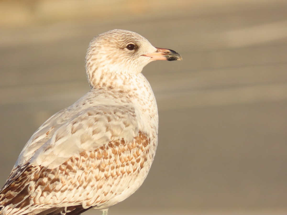 Ring-billed Gull - ML646462142