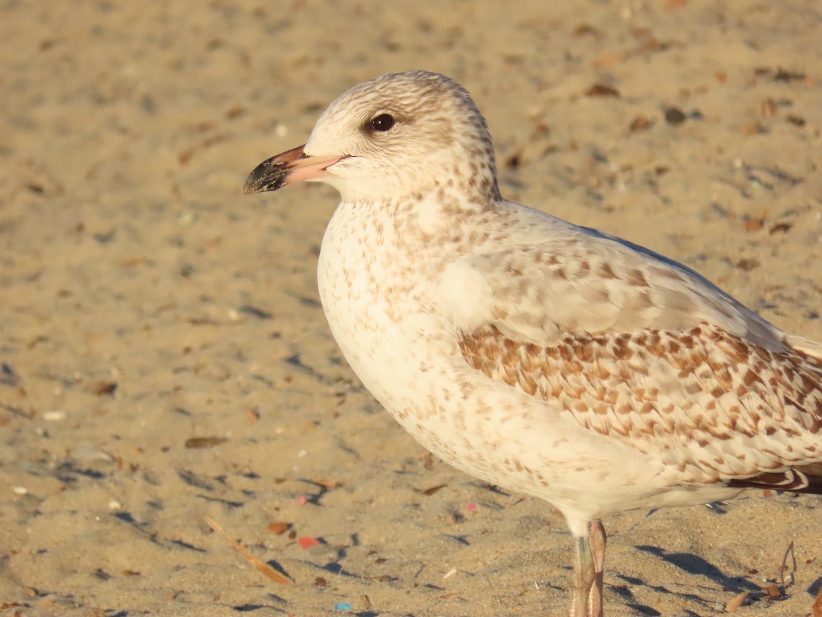 Ring-billed Gull - ML646462143