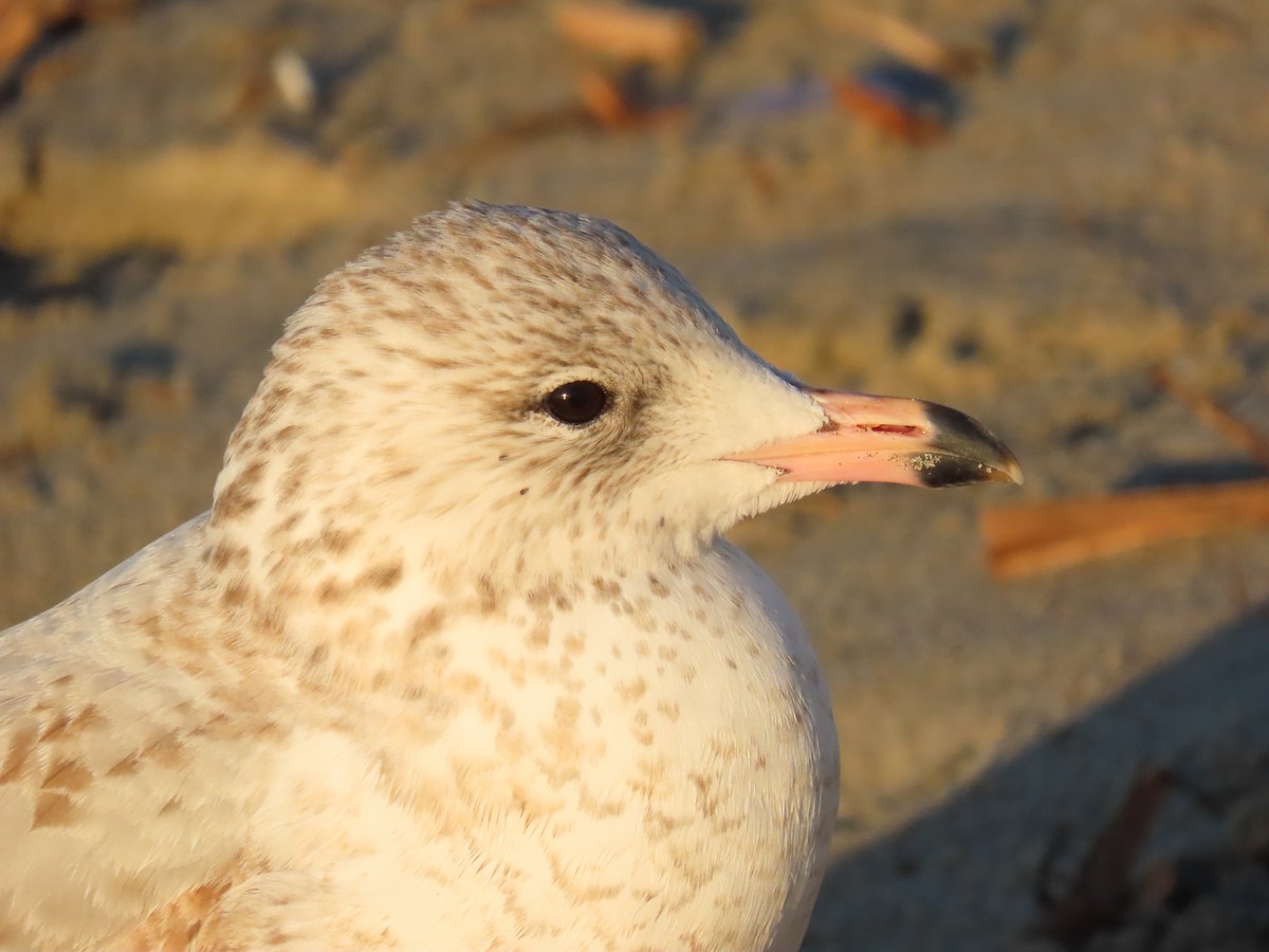Ring-billed Gull - ML646462144
