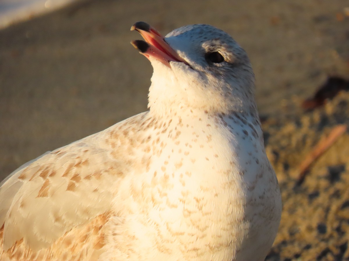 Ring-billed Gull - ML646462145