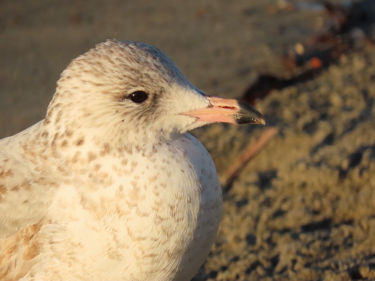 Ring-billed Gull - ML646462147