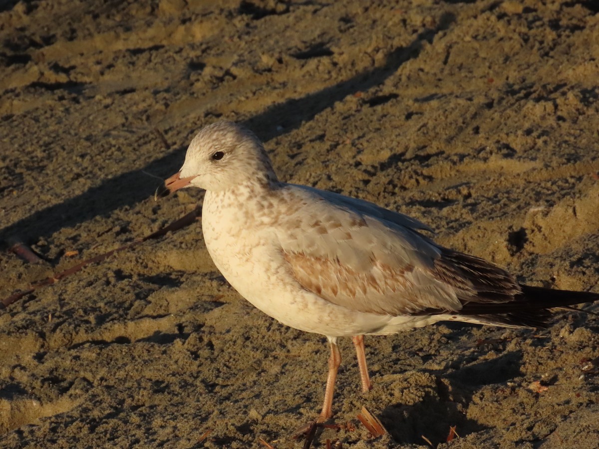 Ring-billed Gull - ML646462148