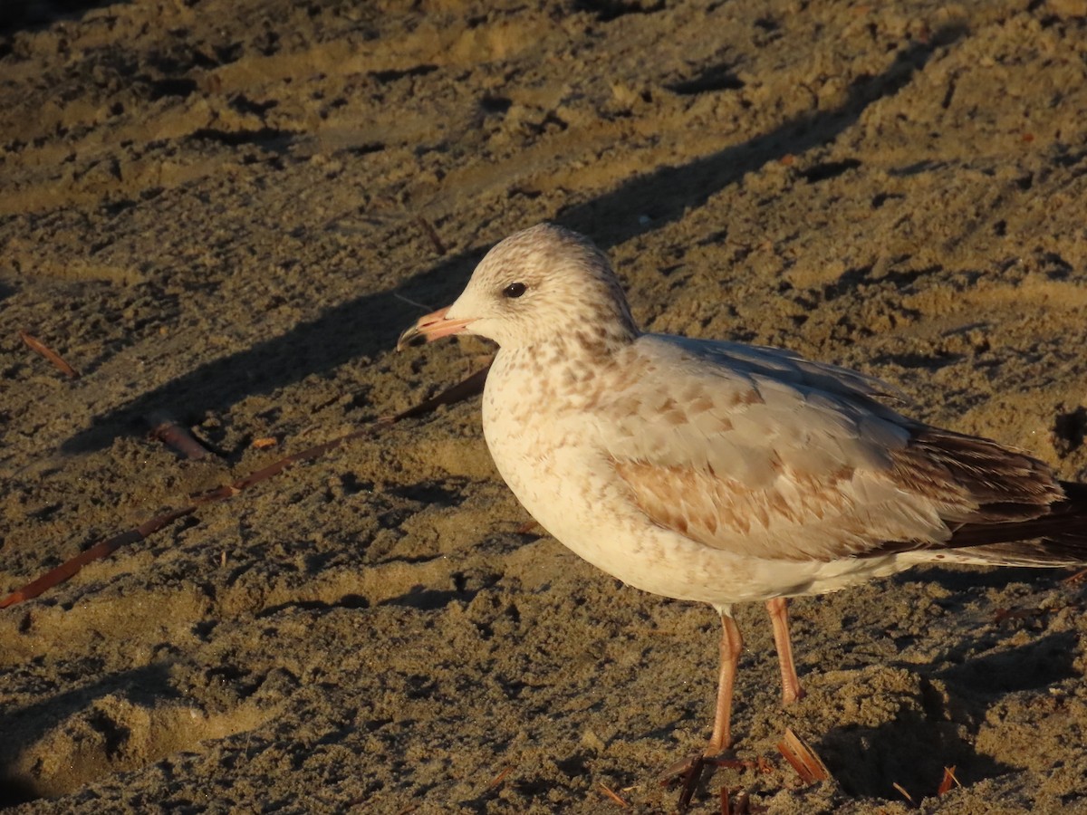 Ring-billed Gull - ML646462149