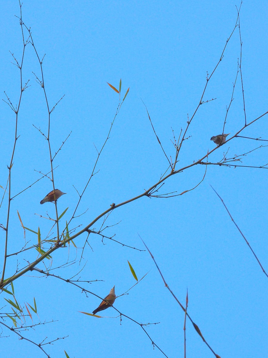 灰頭椋鳥 - ML646462150