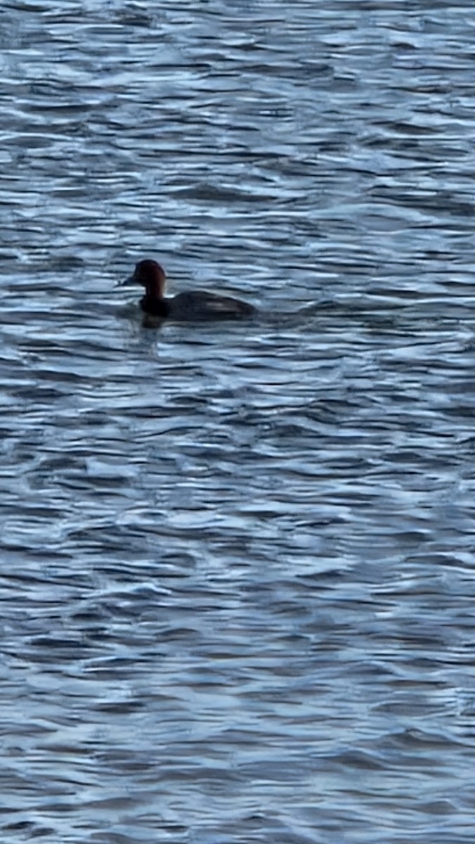 Redhead - ML646462151