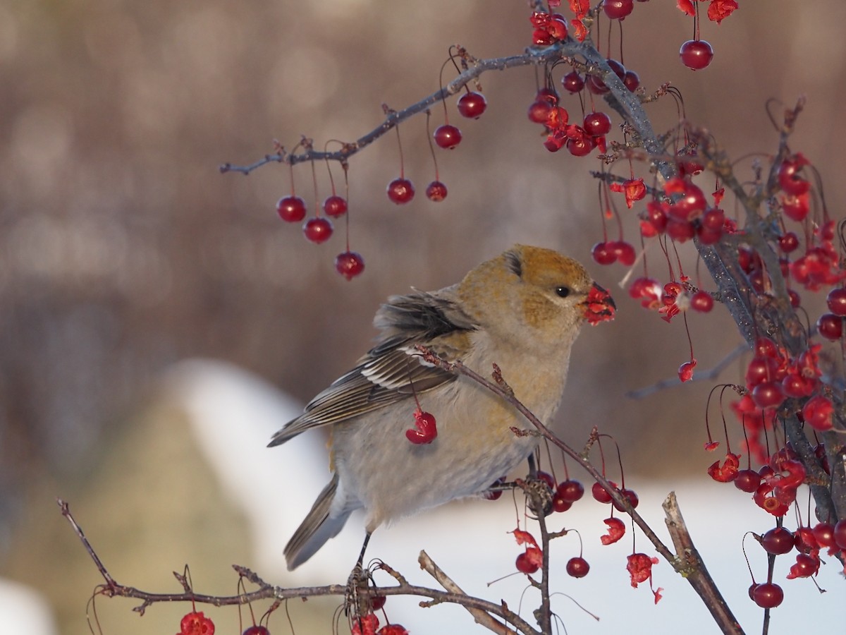 Pine Grosbeak - ML646462152