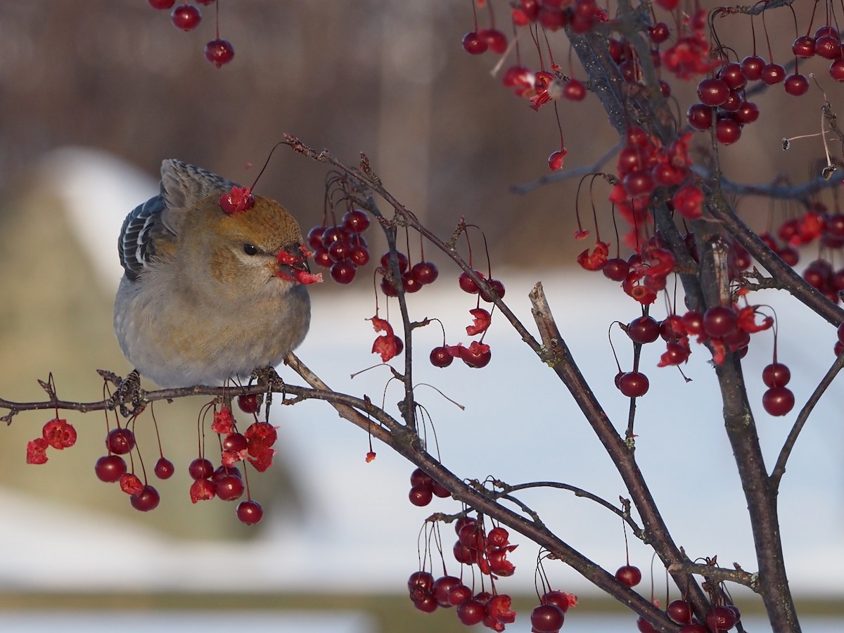 Pine Grosbeak - ML646462153
