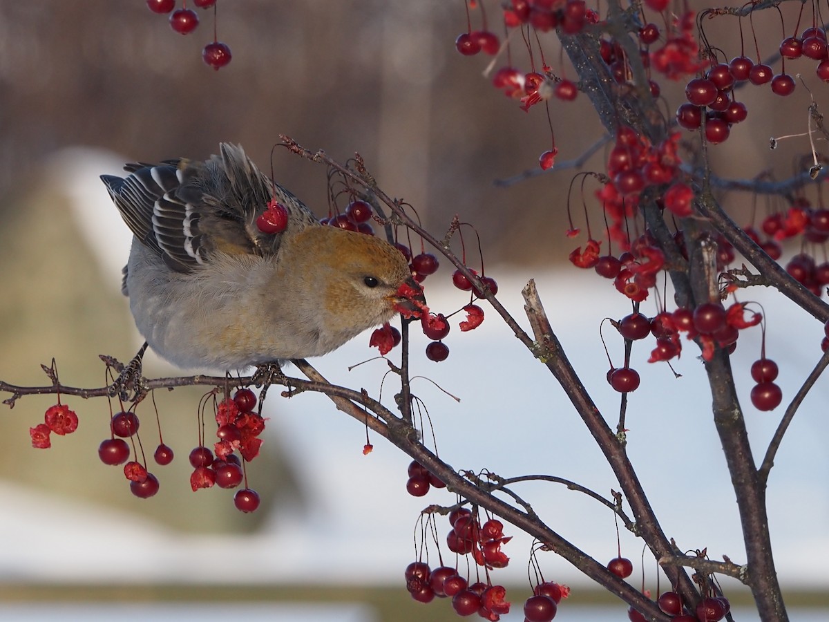 Pine Grosbeak - ML646462154