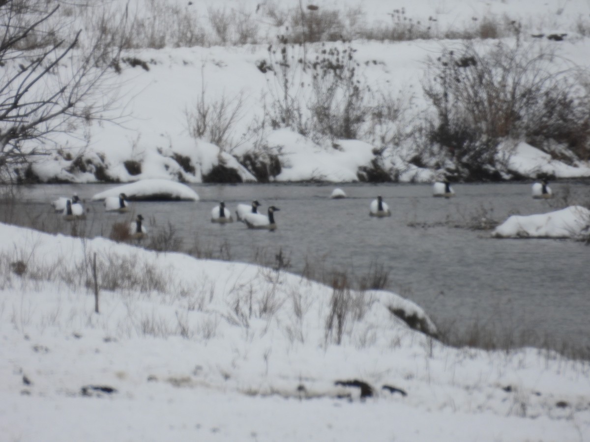 Canada Goose - ML646462156