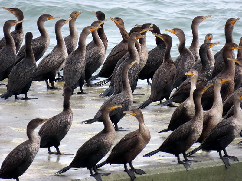 Double-crested Cormorant - ML646462157