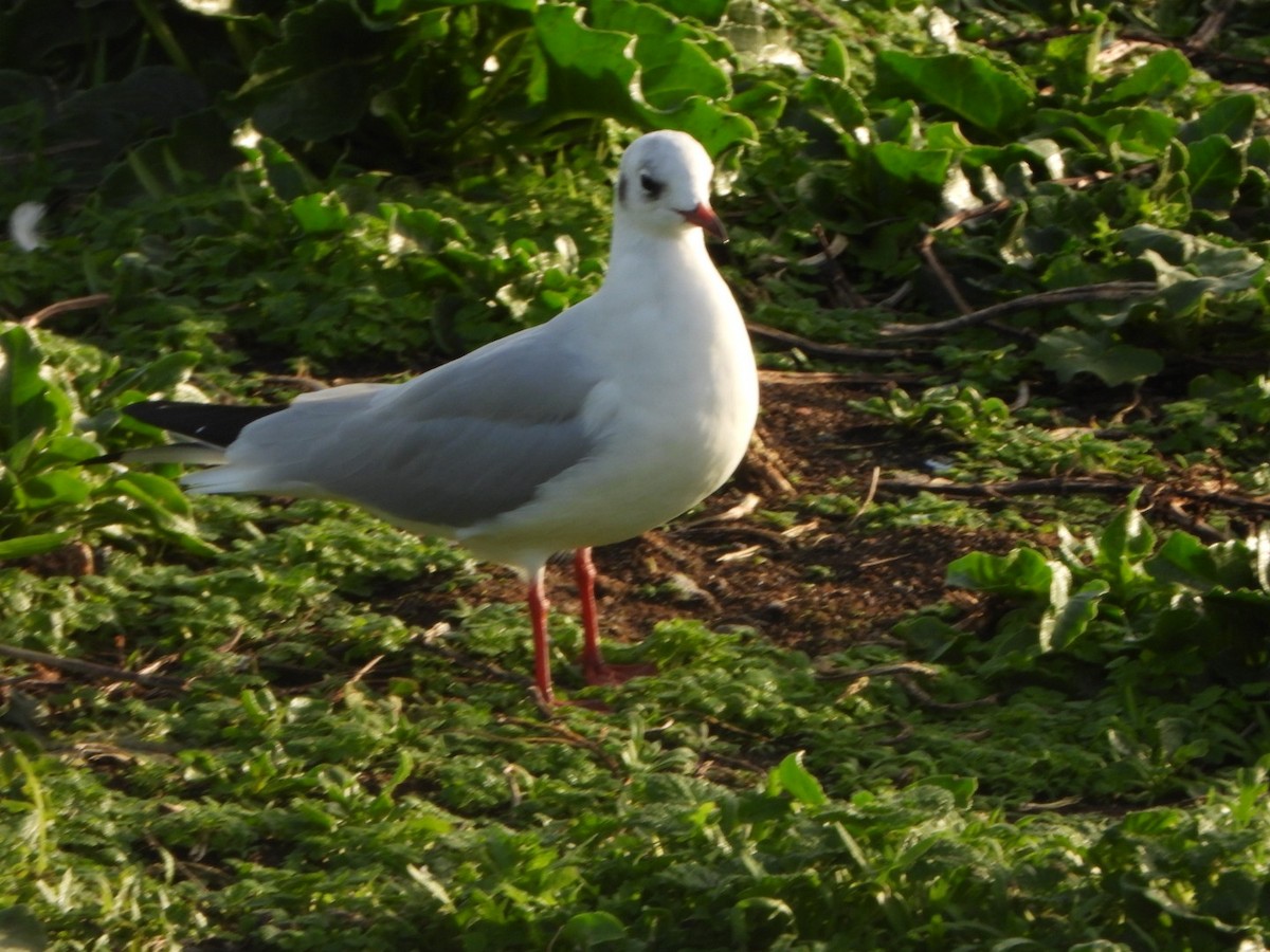 Black-headed Gull - ML646462158