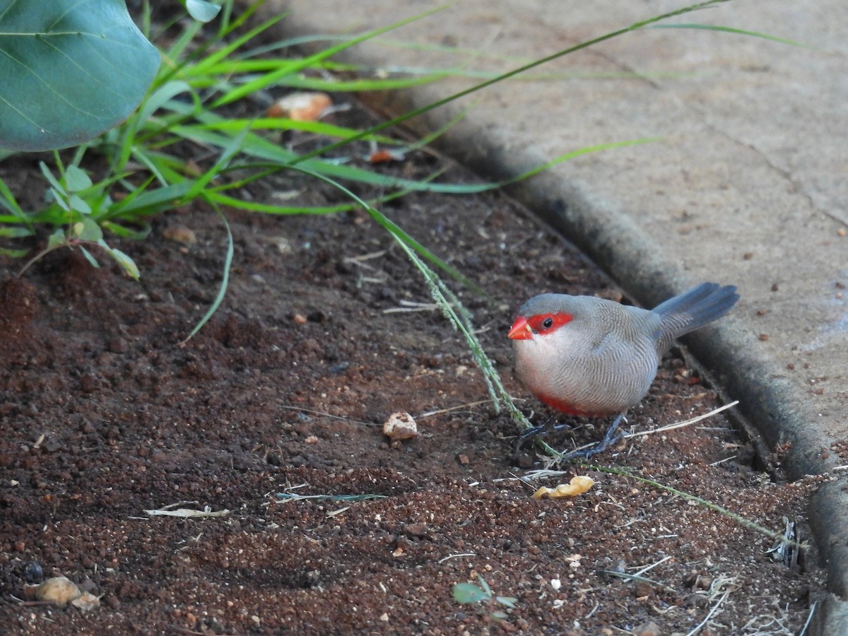 Common Waxbill - ML646462159