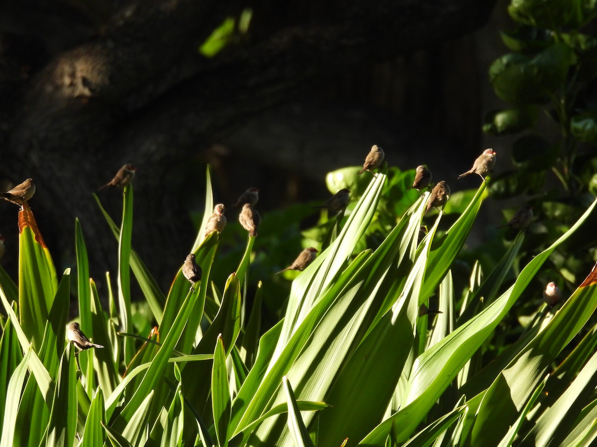 Common Waxbill - ML646462160