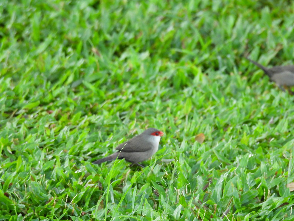 Common Waxbill - ML646462161