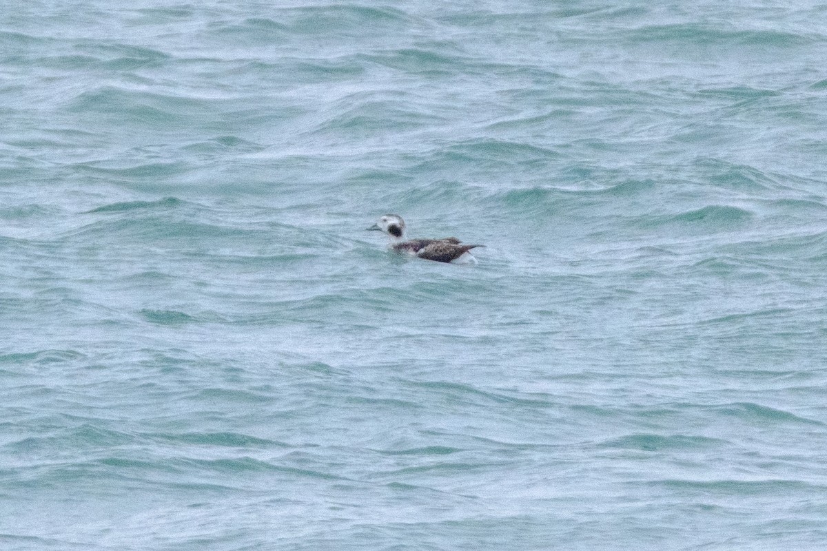 Long-tailed Duck - ML646462164