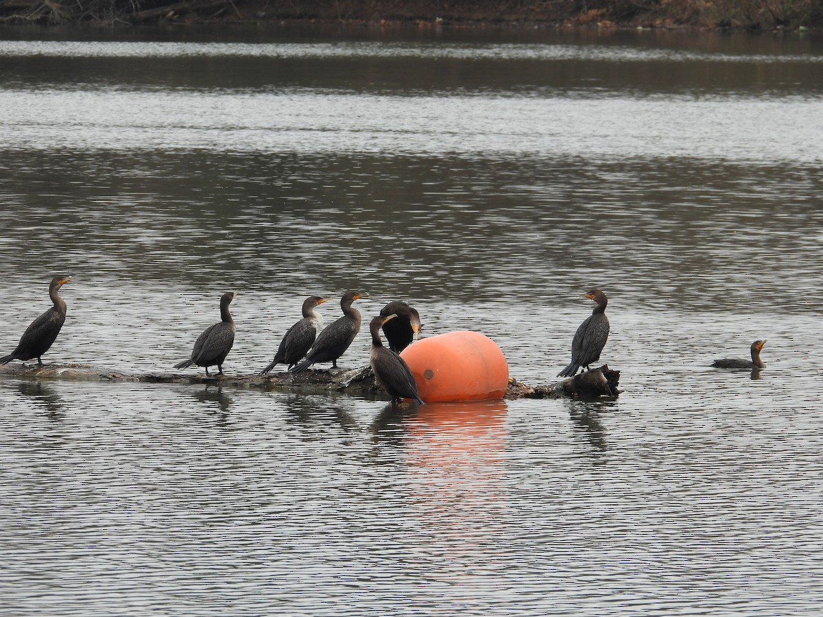 Double-crested Cormorant - ML646462165