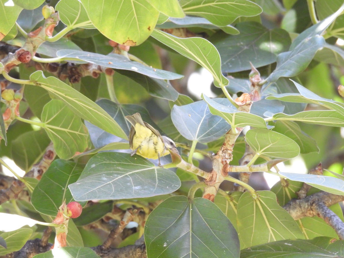 Yellow-fronted Canary - ML646462174