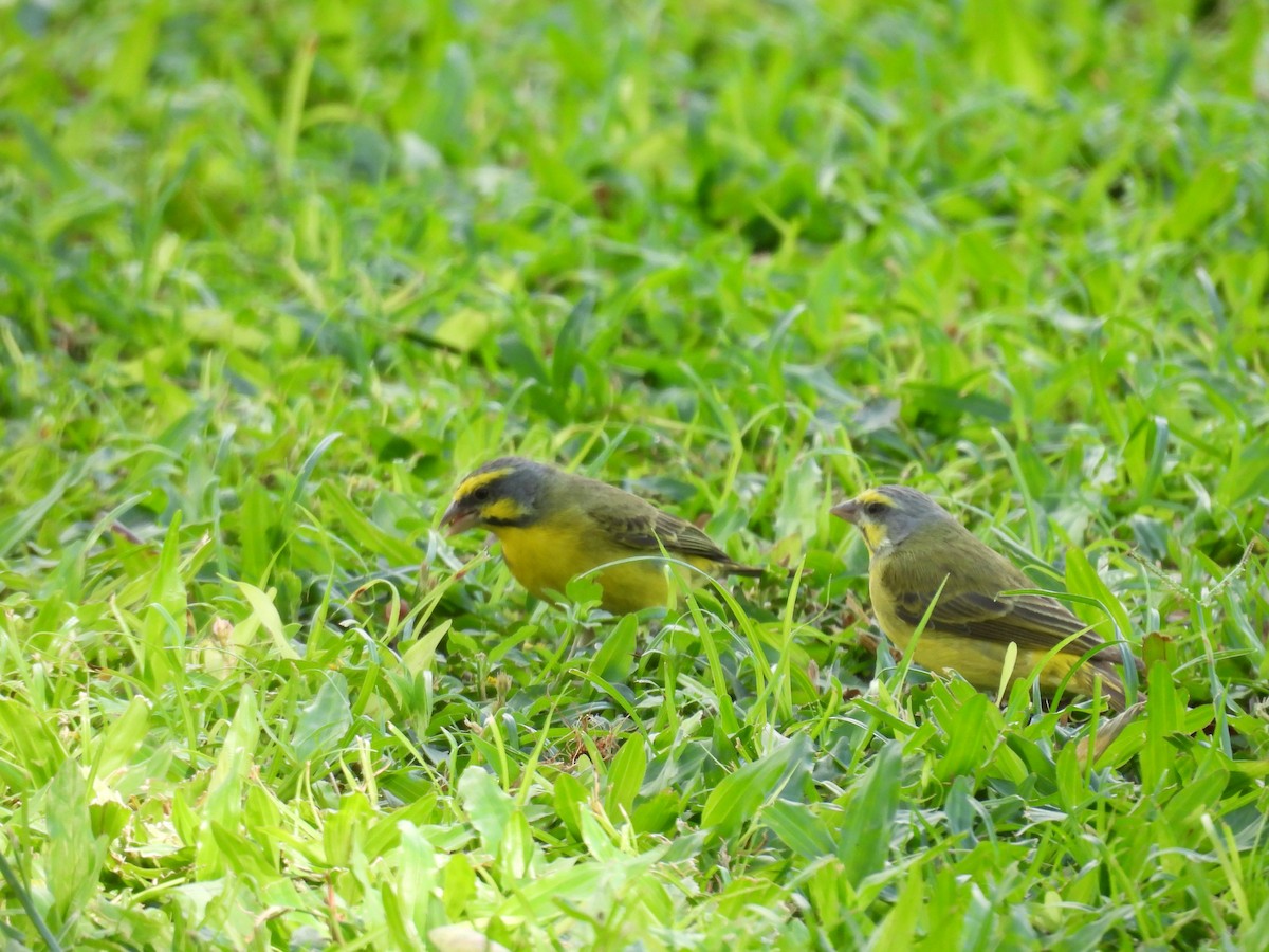 Yellow-fronted Canary - ML646462175