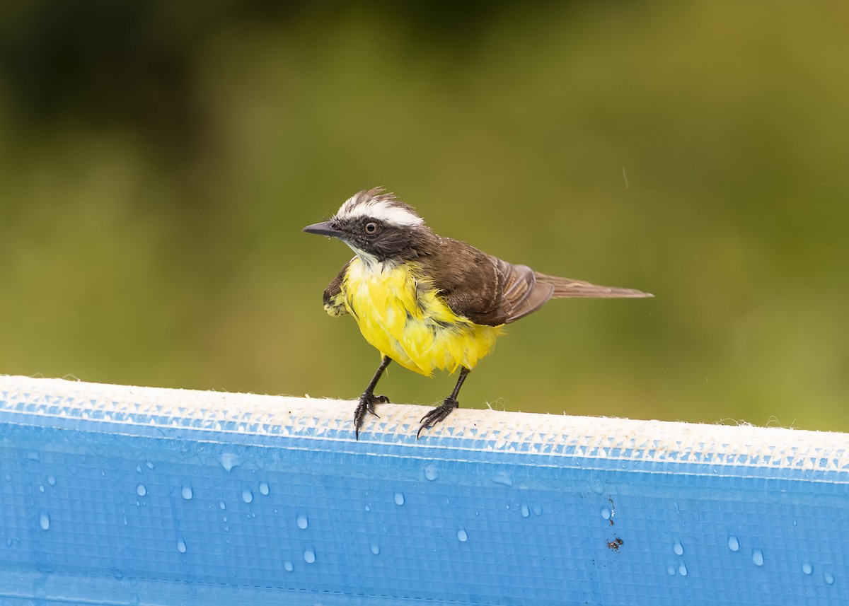 Tyran sociable (groupe similis) - ML646462177