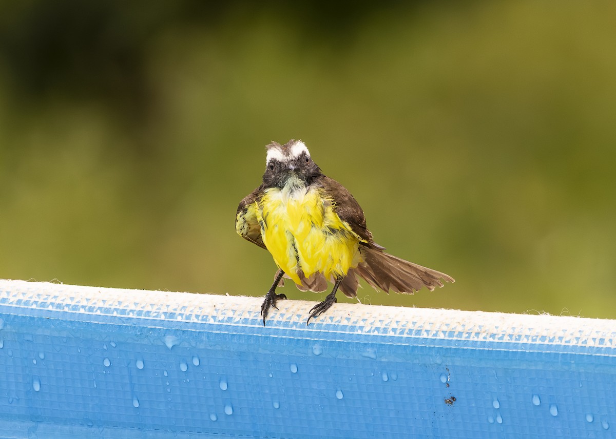 Tyran sociable (groupe similis) - ML646462178