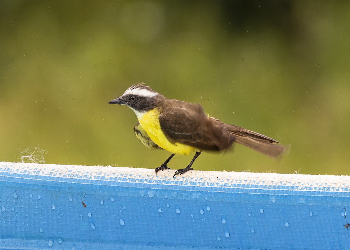 Tyran sociable (groupe similis) - ML646462179