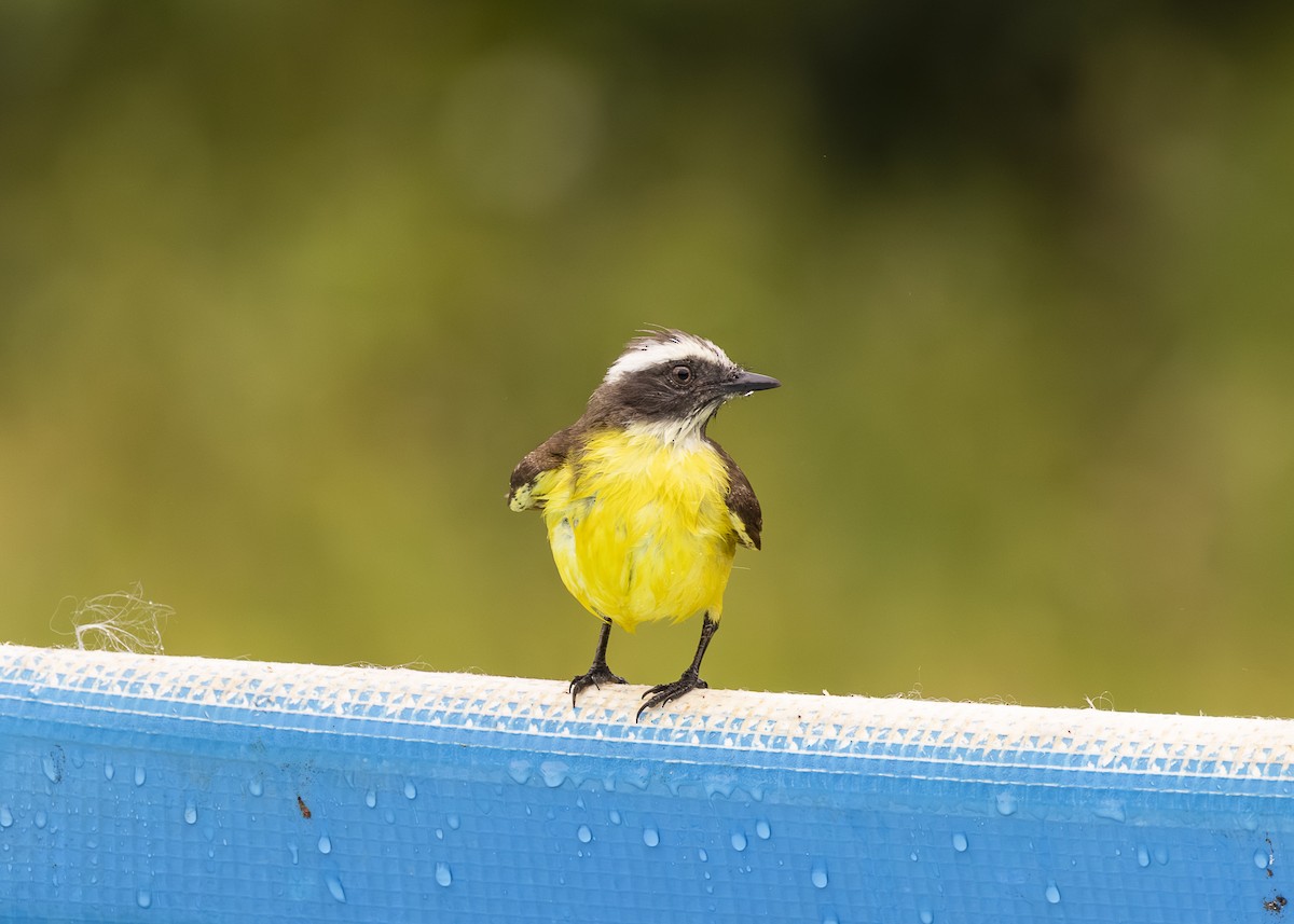 Tyran sociable (groupe similis) - ML646462180