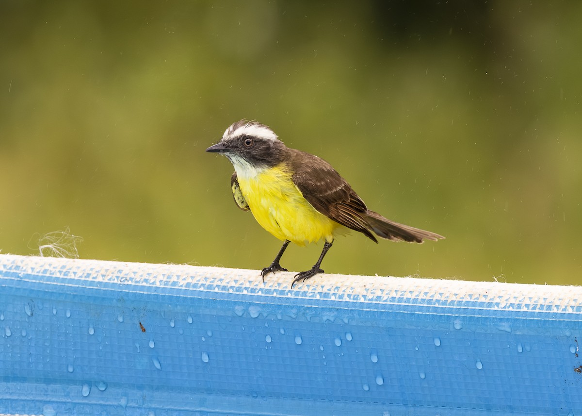 Tyran sociable (groupe similis) - ML646462181