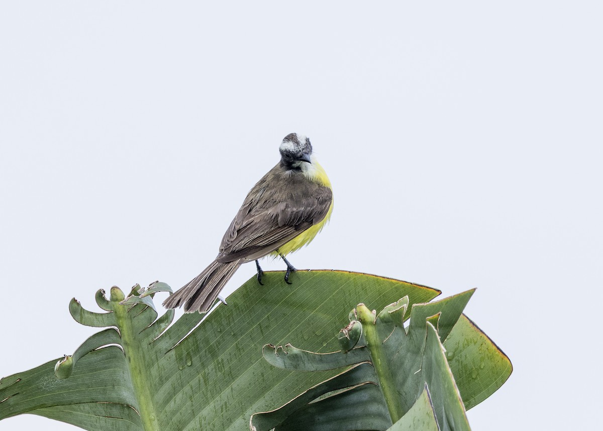 Tyran sociable (groupe similis) - ML646462182