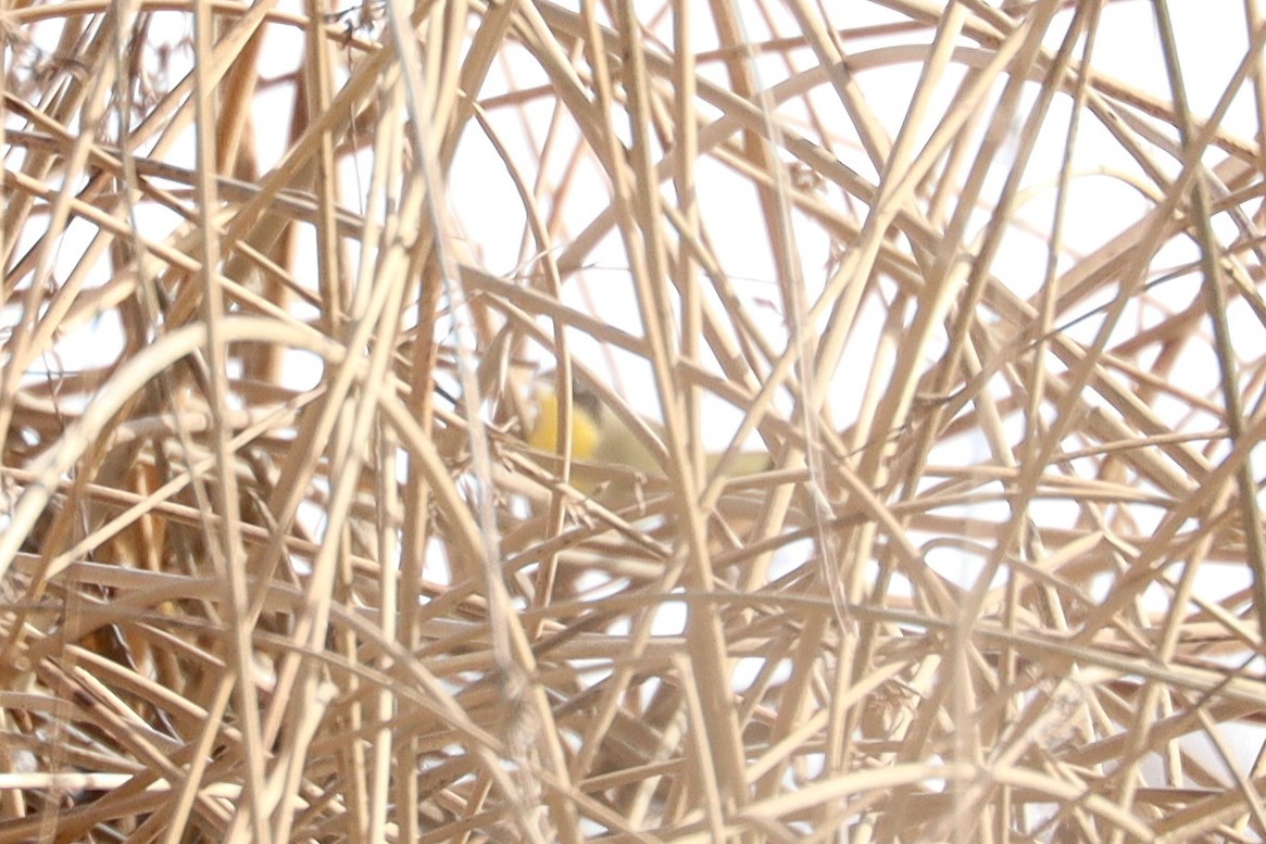 Common Yellowthroat - ML646462184